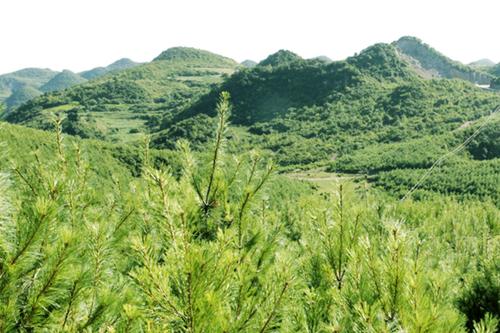 厉害了贵州林业！六个“第一”掀起绿色风暴