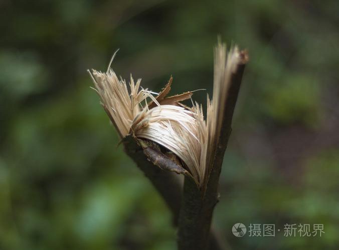 重生之绿 风暴过后，焦土上的生命赞歌